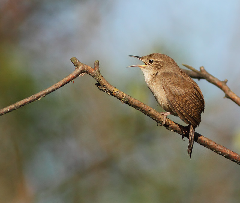 House Wren