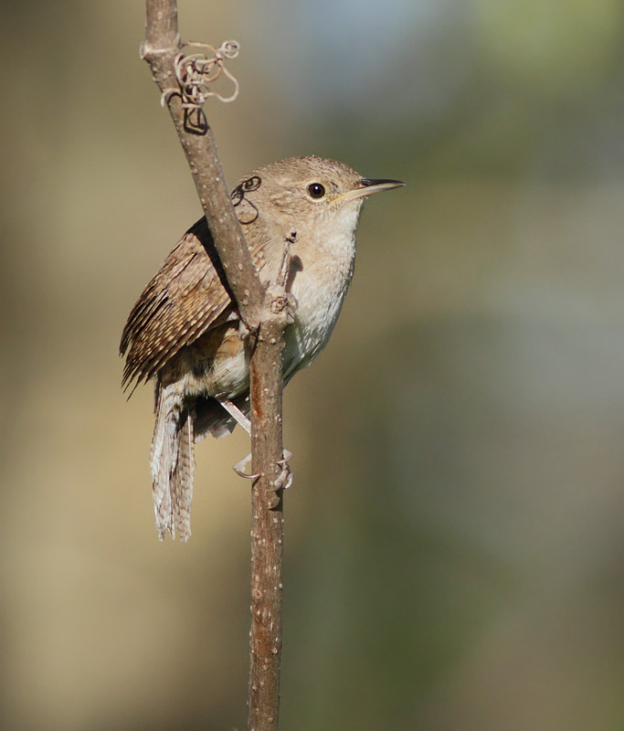 House Wren