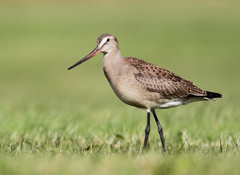 Hudsonian Godwit