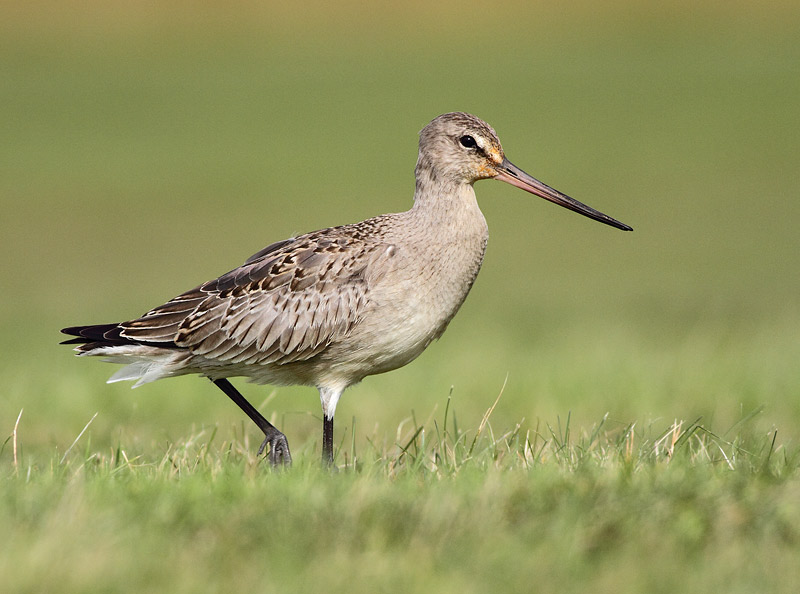 Hudsonian Godwit