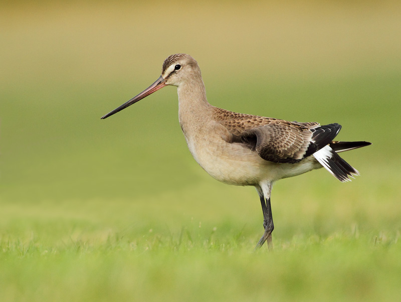 Hudsonian Godwit