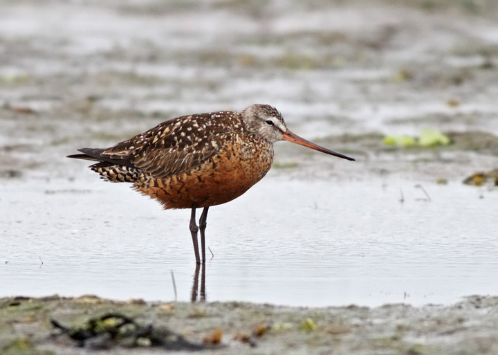 Hudsonian Godwit
