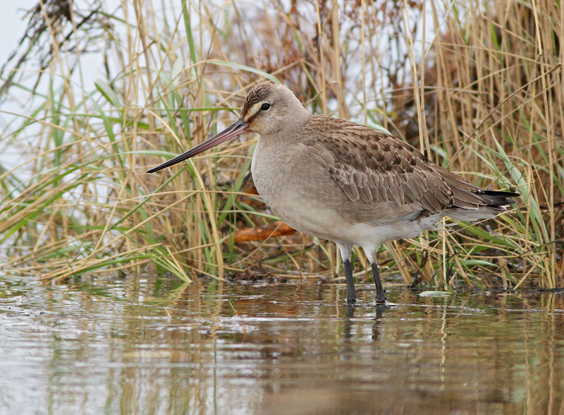 Hudsonian Goadwit