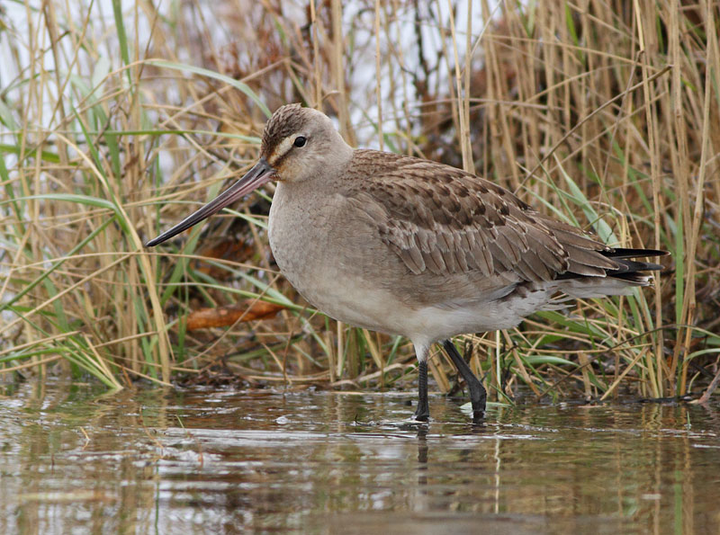 Hudsonian Godwit
