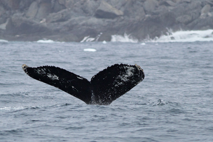 Humpback Whale, St. Anthony, 