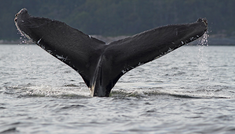 Humpback Whale, St. Anthony, 