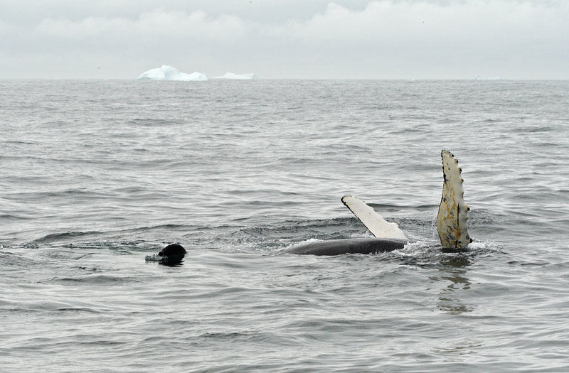 Humpback Whale, St. Anthony, 
