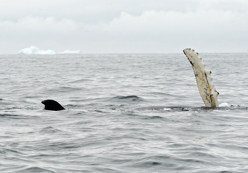 Humpback Whale, St. Anthony, 