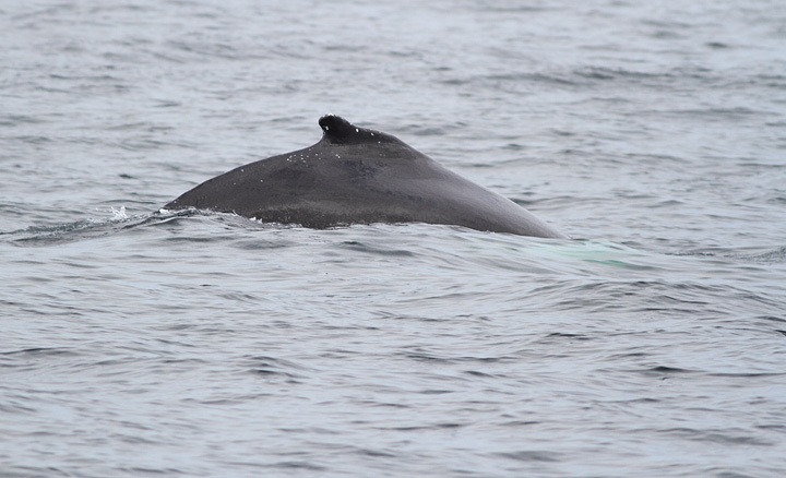 Humpback Whale, St. Anthony, 