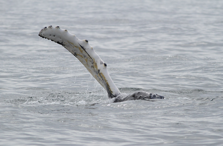Humpback Whale, St. Anthony, 
