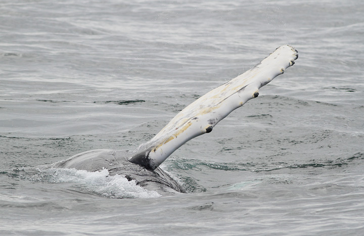Humpback Whale, St. Anthony, 