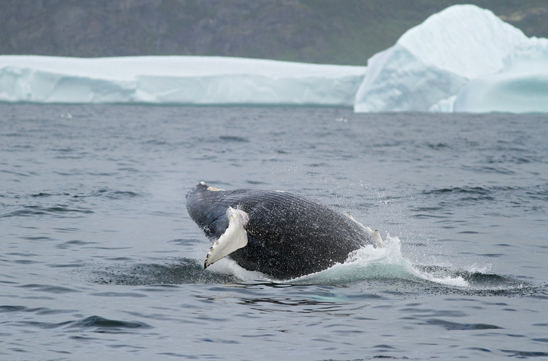 Humpback Whale, St. Anthony, 
