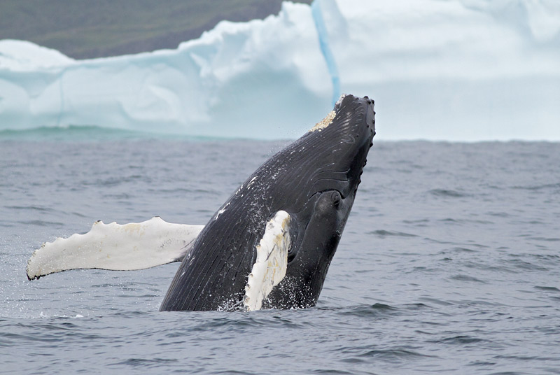Humpback Whale, St. Anthony, 