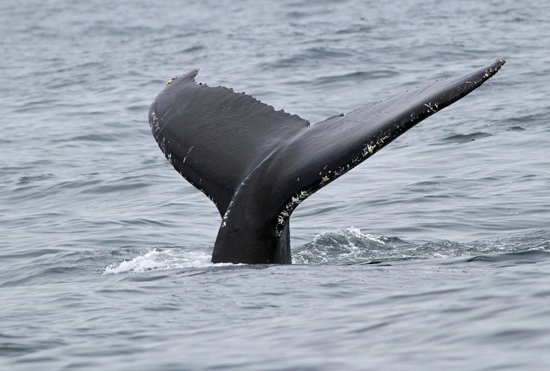Humpback Whale, St. Anthony, 