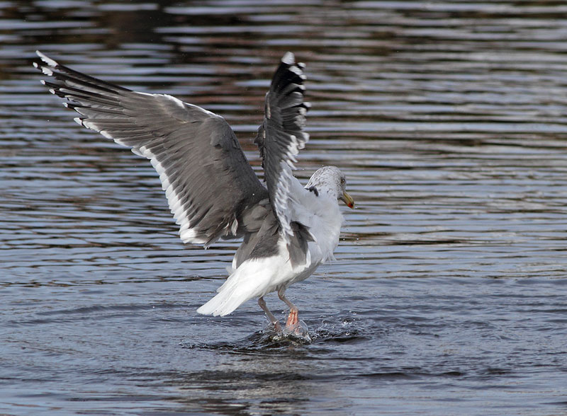Herring Gull X Great Black-backed Gull
