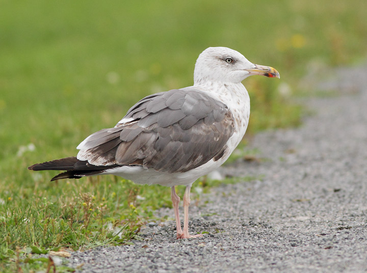 presumed hybred Herring Gull X Lesser Black-backed Gull
