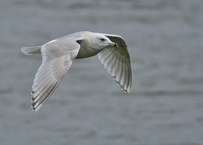 Iceland Gull
