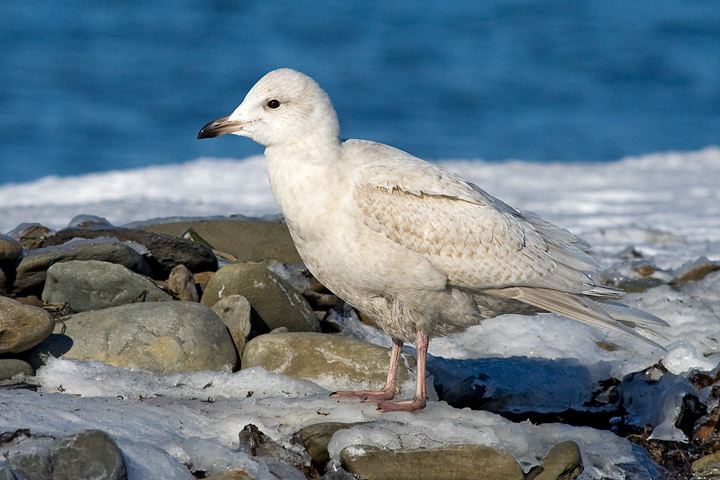 Iceland Gull