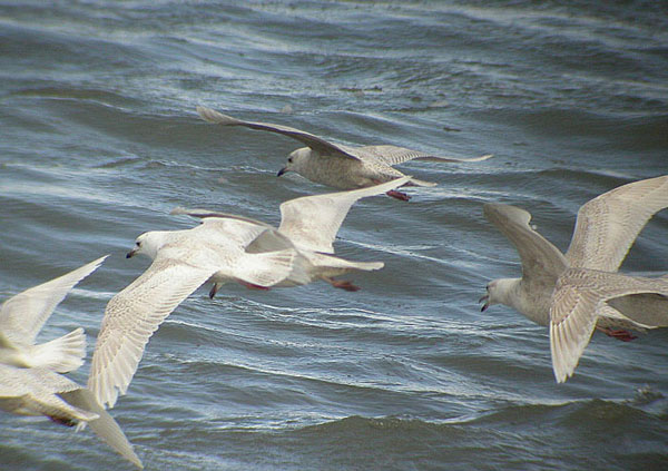 Iceland Gull