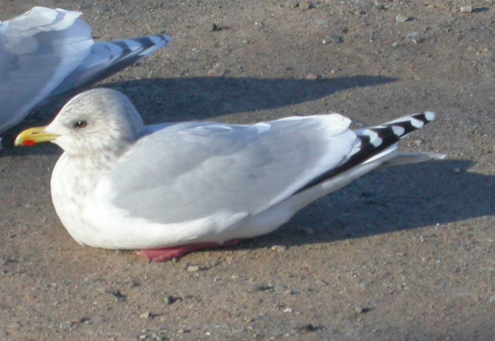 Iceland Gull