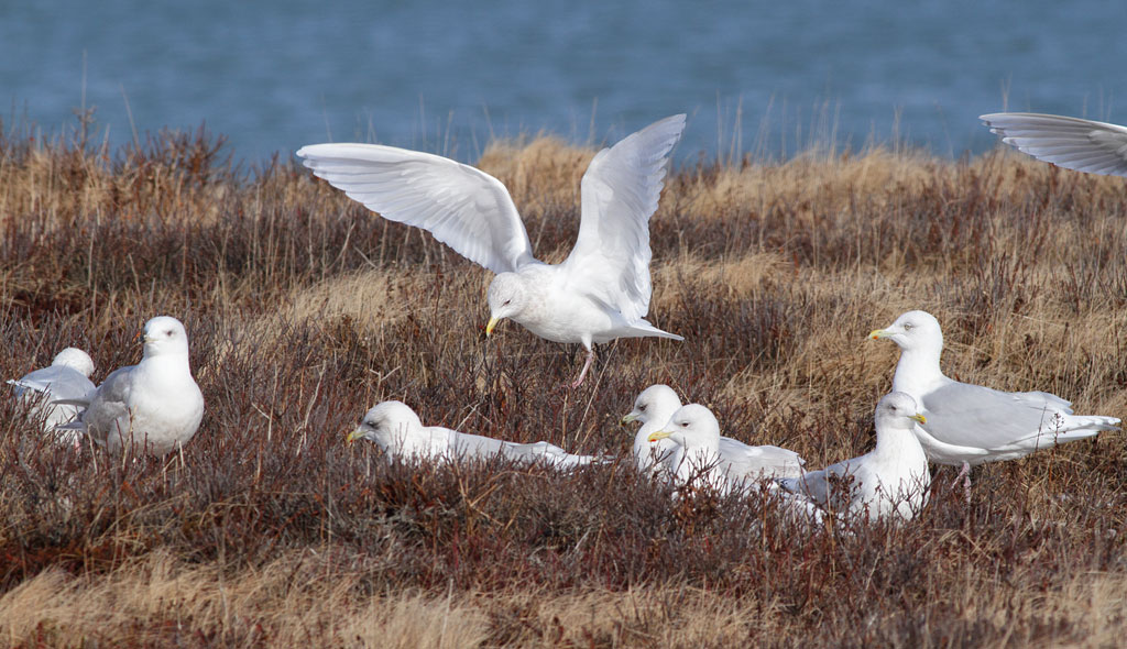 Iceland Gull