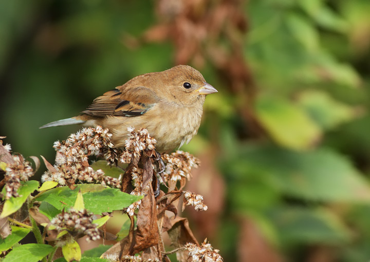Indigo Bunting
