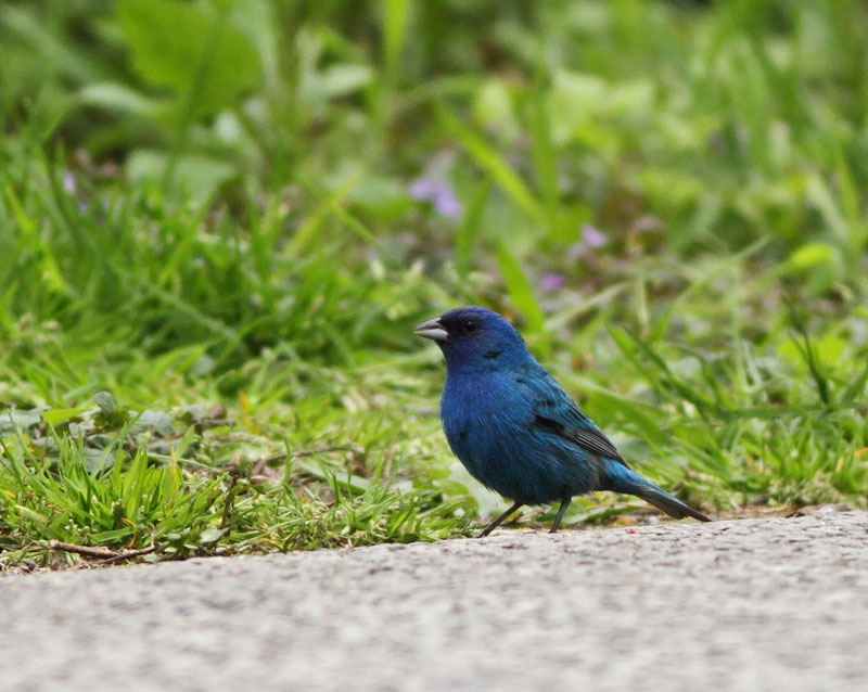 Indigo Bunting