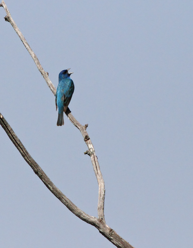 Indigo Bunting