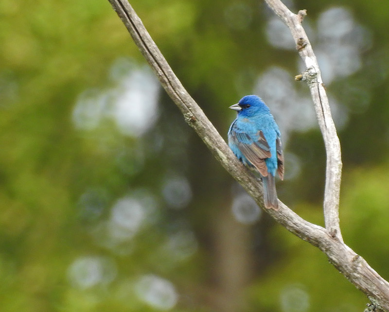Indigo Bunting