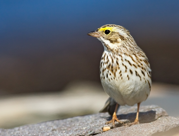 Ipswich Sparrow