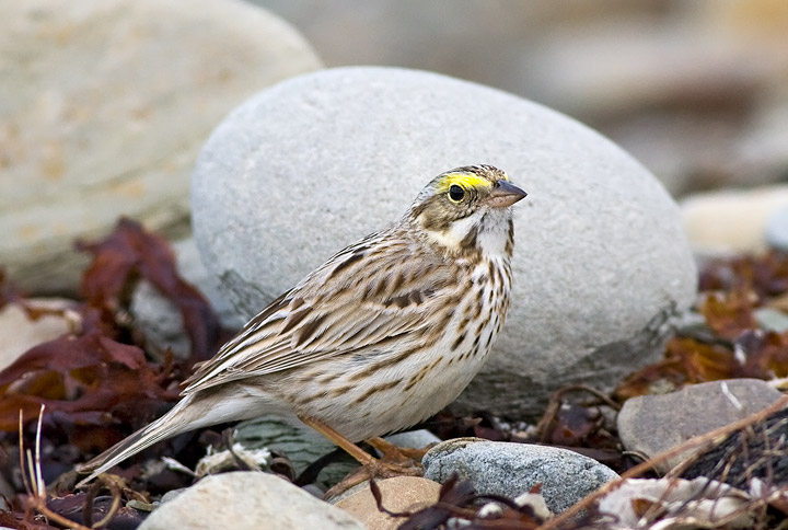 Ipswich Sparrow