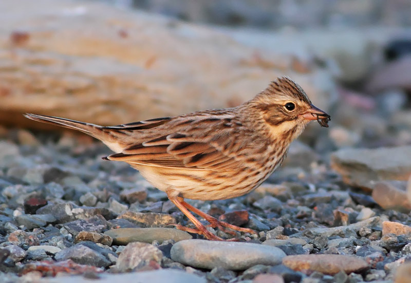 Ipswich Sparrow