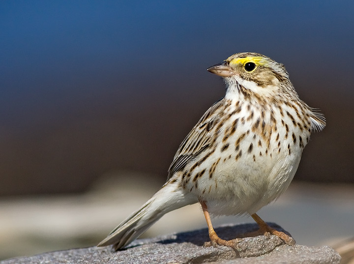 Ipswich Sparrow