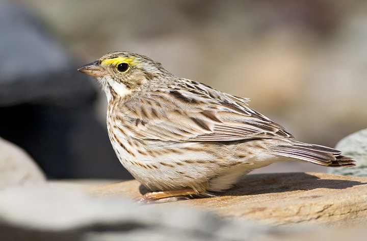 Ipswich Sparrow