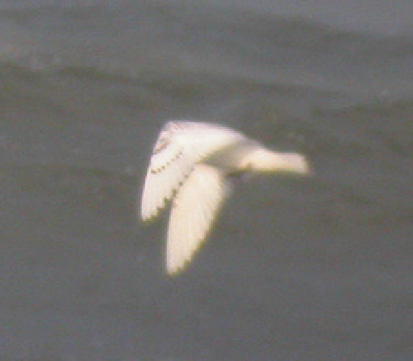 Ivory Gull