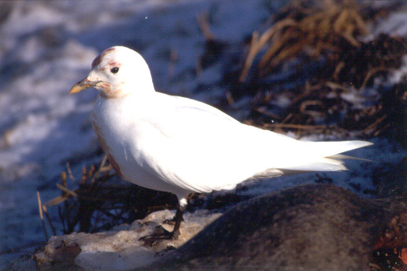 Ivory Gull