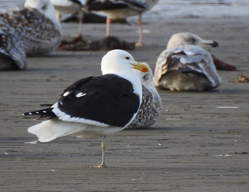 Kelp Gull