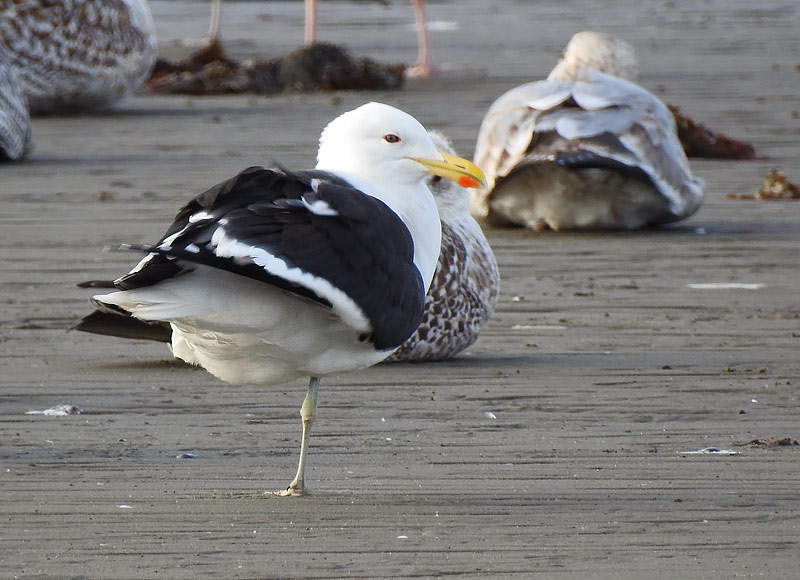 Kelp Gull