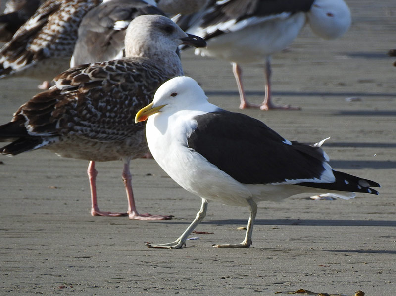 Kelp Gull
