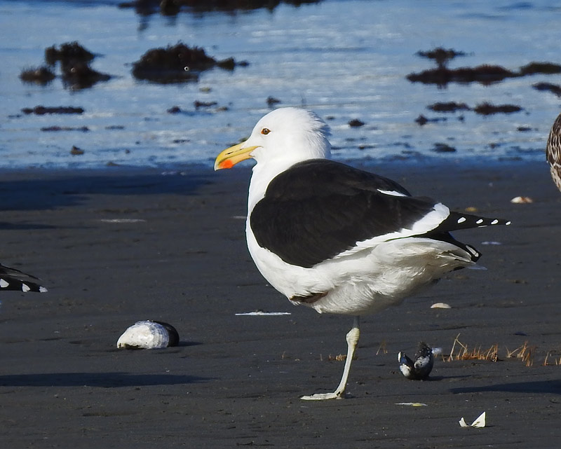 Kelp Gull