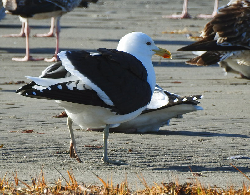 Kelp Gull