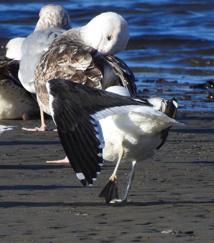Kelp Gull