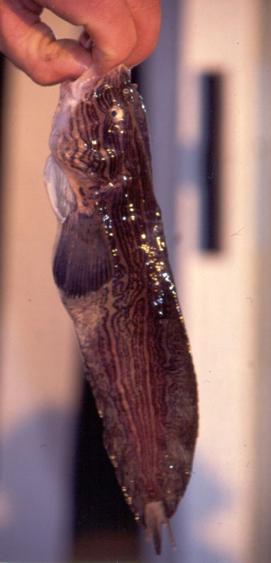 Kelp Snailfish