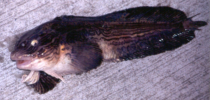 Kelp Snailfish