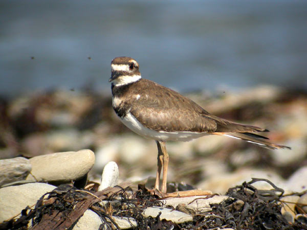 Killdeer