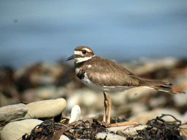 Killdeer