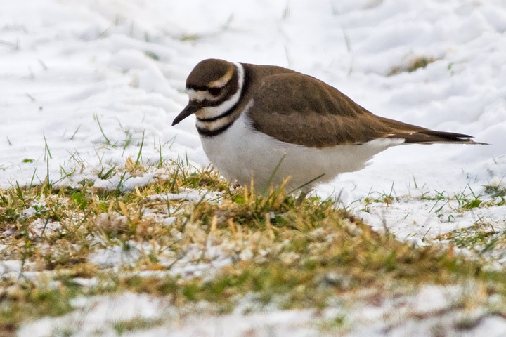 Killdeer