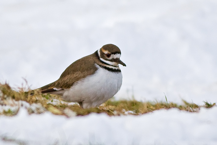 Killdeer