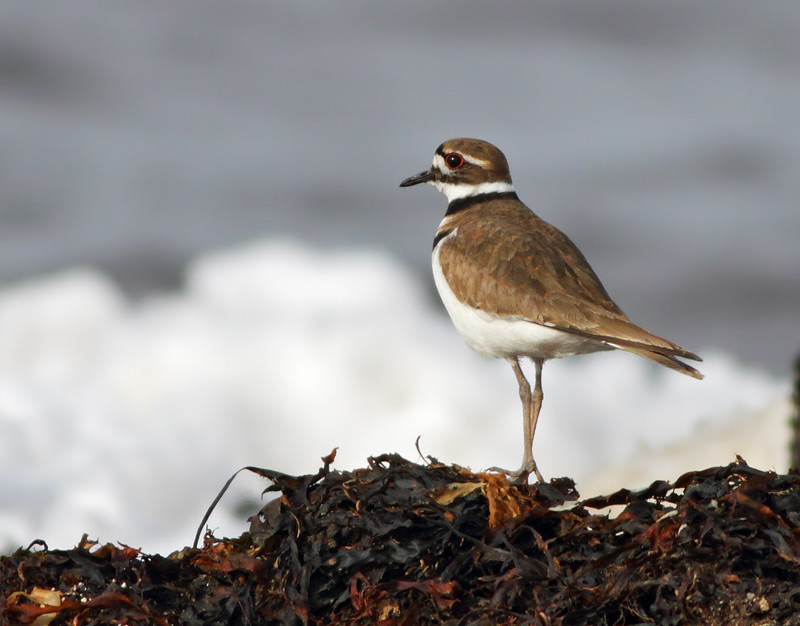 Killdeer