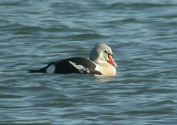 King Eider